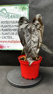 Anthurium Qeen Of Hearts