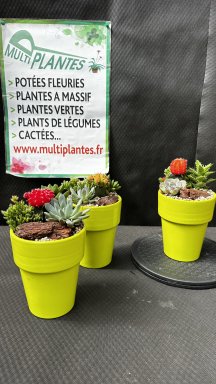 Composition de Succulentes