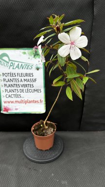 Tibouchina x Mutabilis Peace Baby (Tibouchina)