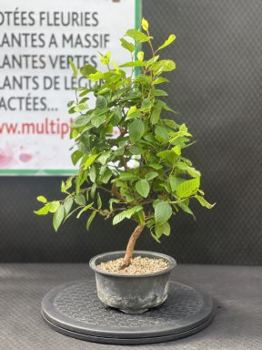 Carpinus Laxiflora (Charme à Fleurs Lâches) 13cm