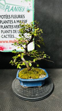 Zelkova Serrata (Zelkova du Japon) 19cm