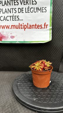 Drosera Aliciae (Rossolis d'Alice) D8