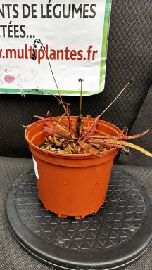 Drosera Adelae 1L