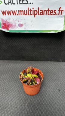 Dionaea Muscipula 'Giant Trap' (Dionée Attrape-Mouche)