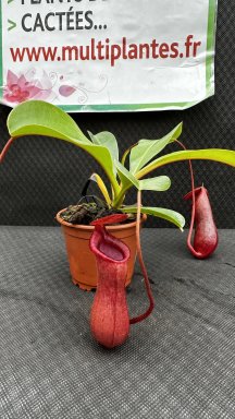 Nepenthes Lowii (Monkey Jars)