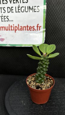 Euphorbia Ritchiei D8