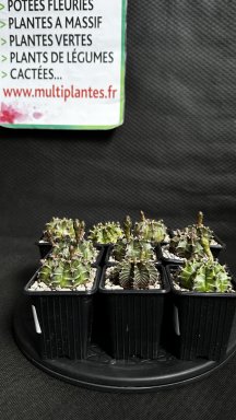 Gymnocalycium Mihanovichii Sp D8