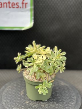 Aeonium Castello-Paivae Variegata Suncup D10