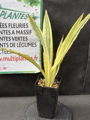 Sansevieria Aubrytiana Lauren (Langue de Belle-Mère) 2L