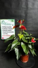 PFFLEUP2LANA Anthurium Andraeanum (Anthurium) 2L