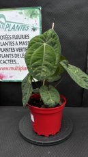 ARTSEM Anthurium Dark Phoenix