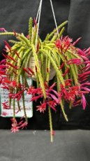 ARTSEM Aporocactus Melanie