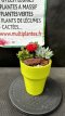 ARTSEM Composition de Succulentes
