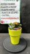 ARTSEM Composition de Succulentes