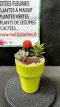 ARTSEM Composition de Succulentes