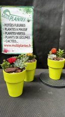 ARTSEM Composition de Succulentes