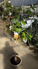 ARTSEM Diospyros Kaki (Plaqueminier)