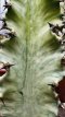 ARTSEM Euphorbia Ingens Marmorata