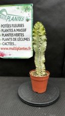 ARTSEM Euphorbia Ingens Marmorata