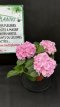 ARTSEM Hydrangea Macrophylla