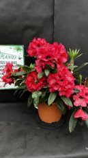 Rhododendron