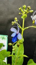 ARTSEM rotheca myricoides
