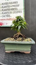 ARTSEM Shohin Acer Crispii (érable du japon)