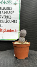 ARTSEM Tephrocactus Geometricus Pink