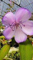 ARTSEM Tibouchina Organensis Blue Moon