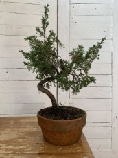 Juniperus Chinensis Itoigawa