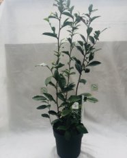 Camellia Sinensis 2L