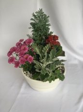 CHCO-D23 Chrysanthème Composition