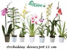 ORCH-D12 Orchidée Divers D12