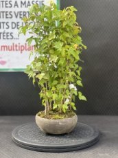 PBBONSD12ACB Acer Buergerianum (Erable de Buerger) Yose-ue 12cm