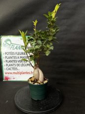 Ficus Microcarpa (Ficus Ginseng) 12cm