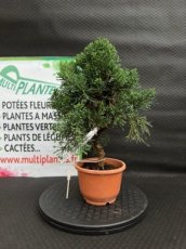 Juniperus Chinensis Kyushu (Genévrier de Chine) 12cm