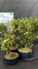 PBBONSD14RHIS Rhododendron Indicum Satsuki Azalea 'A1' (Azalée) 14cm