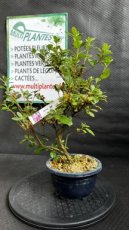 PBBONSD14RHISS Rhododendron Indicum Satsuki Azalea Shunen 'A1' (Azalée) 14cm