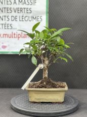 PBBONSD15FIR Ficus Retusa (Ficus Taiwainais) 15cm