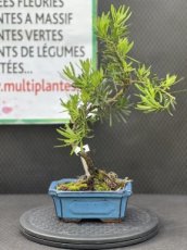 PBBONSD15POM Podocarpus Macrophyllus (Pin des Bouddhistes) 15cm