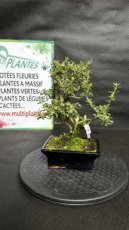 PBBONSD15SEFV Serissa Foetida Variegata (Neige de Juin) 15cm