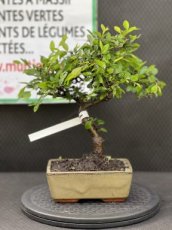 PBBONSD15ZES Zelkova Serrata (Zelkova du Japon) 15cm