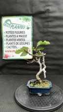 Ficus Carica (Figuier) 16cm