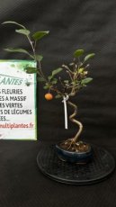 PBBONSD16MAH Malus Haliana (Pommier) 16cm