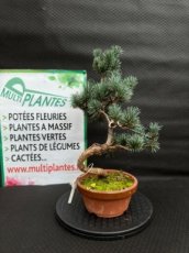 PBBONSD16PIP Pinus Parviflora 'E10' (Pin blanc du Japon) 16cm