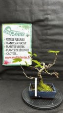 Ficus Carica (Figuier) 18cm