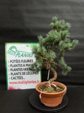 PBBONSD19PIP Pinus Parviflora 'E9' (Pin blanc du Japon) 19cm