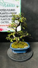 Zelkova Serrata (Zelkova du Japon) 19cm