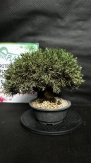 Juniperus Chinensis Kyushu (Genévrier de Chine) 20cm