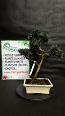 Podocarpus Chinensis 20cm